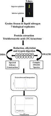 SWATH-MS Quantitative Analysis of Proteins in the Rice Inferior and Superior Spikelets during Grain Filling